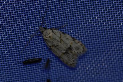 <i>Symmoca signatella</i>