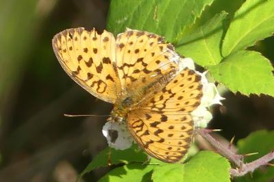 <i>Brenthis daphne</i>