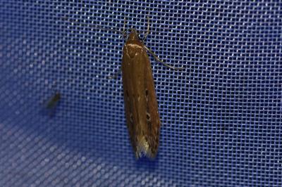 <i>Limnaecia phragmitella</i>