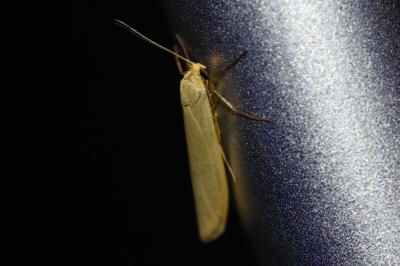 <i>Indalia pygmaeola</i>