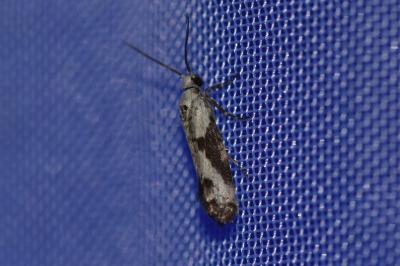 <i>Prays fraxinella</i>