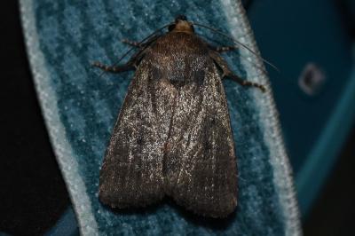 <i>Amphipyra tragopoginis</i>