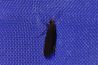 <i>Cephimallota crassiflavella</i>
