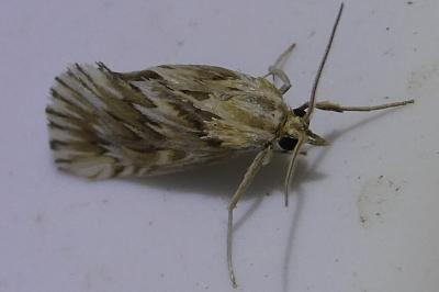 <i>Cynaeda dentalis</i>