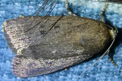 <i>Amphipyra tragopoginis</i>