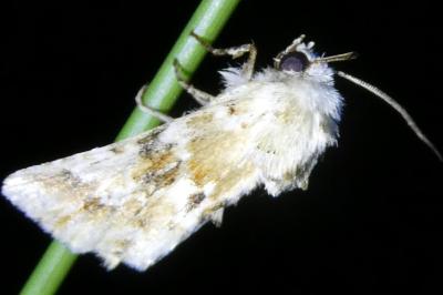 <i>Eremobia ochroleuca</i>