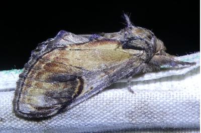 <i>Notodonta ziczac</i>
