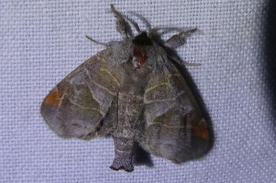 <i>Clostera pigra</i>