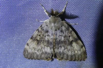 <i>Lymantria dispar</i>