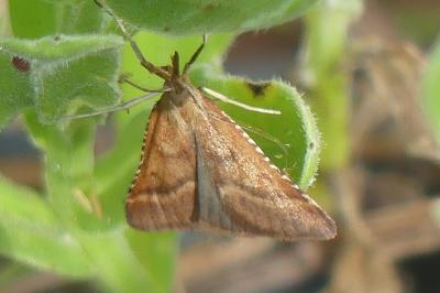 <i>Synaphe punctalis</i>