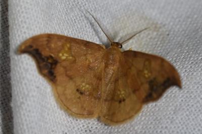 <i>Sabra harpagula</i>