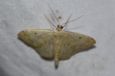 <i>Idaea biselata</i>