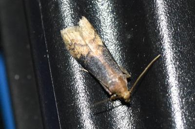 <i>Euzophera fuliginosella</i>
