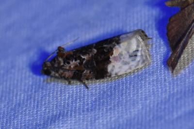 <i>Apotomis betuletana</i>