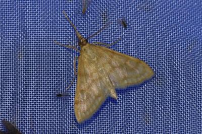 <i>Paracorsia repandalis</i>