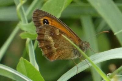 <i>Pyronia tithonus</i>