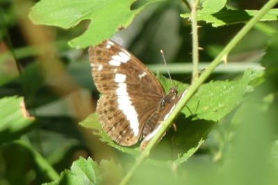 <i>Limenitis camilla</i>