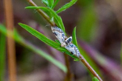 <i>Eupithecia centaureata</i>