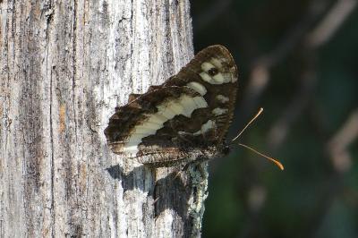 <i>Brintesia circe</i>