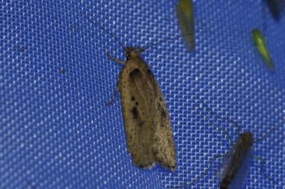 <i>Agonopterix yeatiana</i>