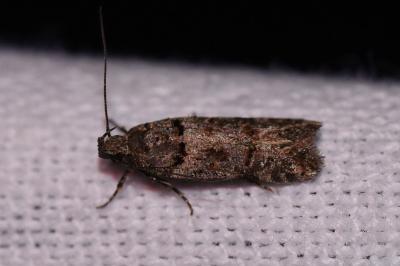 <i>Teleiopsis diffinis</i>