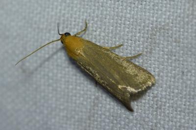 <i>Eurhodope cirrigerella</i>