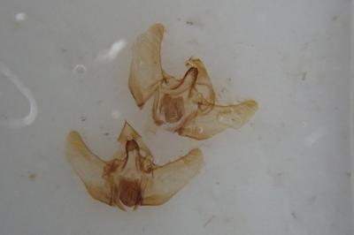 <i>Cochylimorpha hilarana</i>