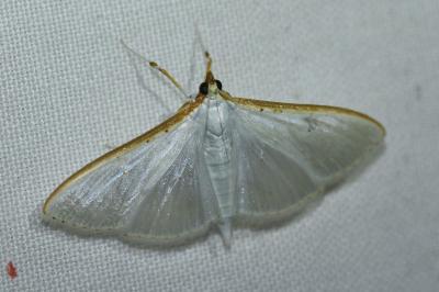 <i>Palpita vitrealis</i>