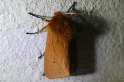<i>Phragmatobia fuliginosa</i>