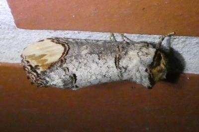 <i>Phalera bucephala</i>
