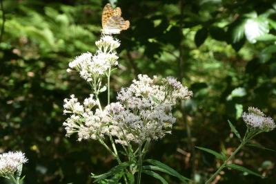 <i>Argynnis paphia</i>