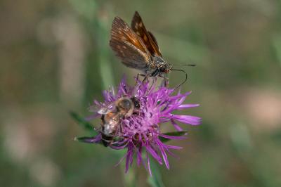 <i>Ochlodes sylvanus</i>