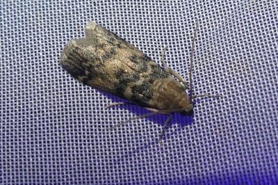<i>Euzophera pinguis</i>