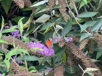 <i>Aglais io</i>