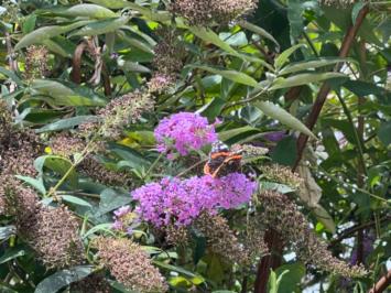 <i>Vanessa atalanta</i>