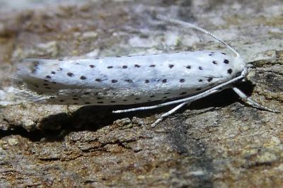 <i>Yponomeuta</i>