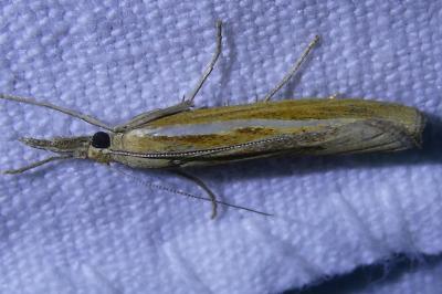 <i>Agriphila tristella</i>