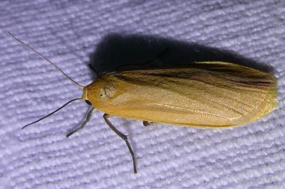<i>Wittia sororcula</i>