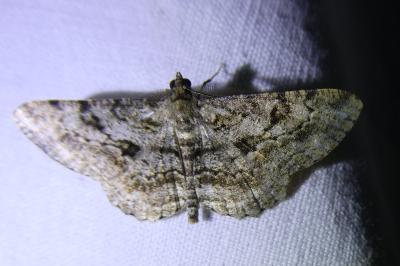 <i>Peribatodes rhomboidaria</i>