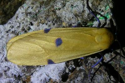 <i>Lithosia quadra</i>