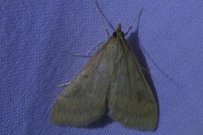<i>Ostrinia nubilalis</i>
