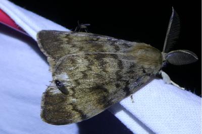 <i>Lymantria dispar</i>