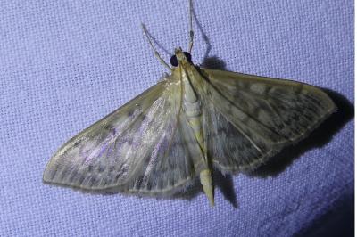 <i>Patania ruralis</i>