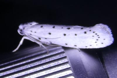 <i>Yponomeuta</i>