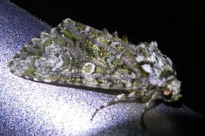 <i>Craniophora ligustri</i>