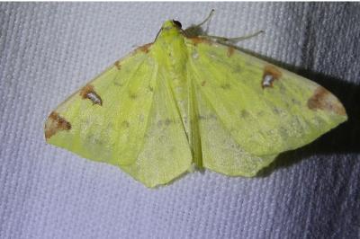 <i>Opisthograptis luteolata</i>