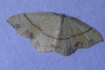 <i>Cyclophora punctaria</i>