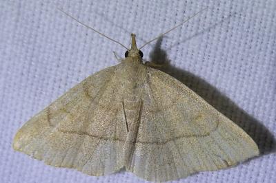 <i>Paracolax tristalis</i>