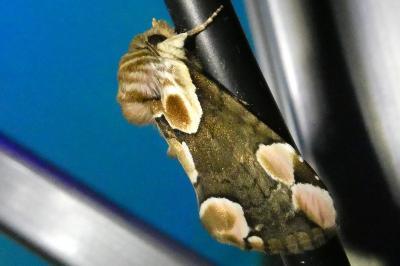 <i>Thyatira batis</i>