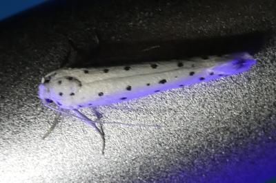 <i>Yponomeuta</i>